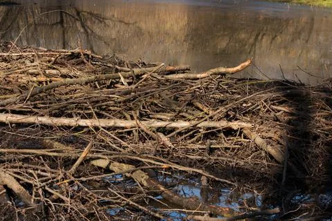 Beaver building a dam Stock Photos
