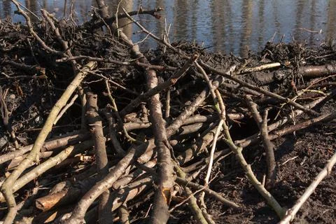 Beaver building a dam Stock Photos