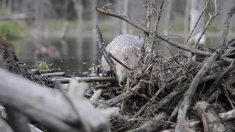 Beaver in the Canadian wilderness Vídeo Stock 150699246