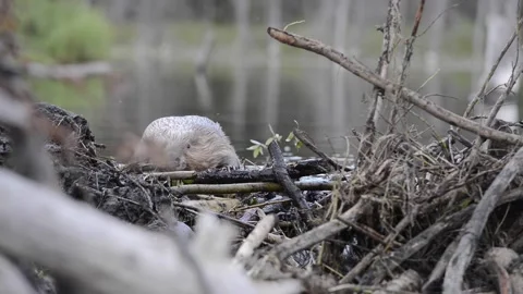Beaver in the Canadian wilderness Vídeo Stock 150699258