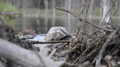 Beaver in the Canadian wilderness Vídeo Stock 150699268