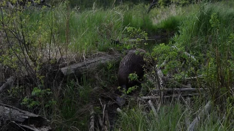 Beaver in the Canadian wilderness Stock Footage 314795997
