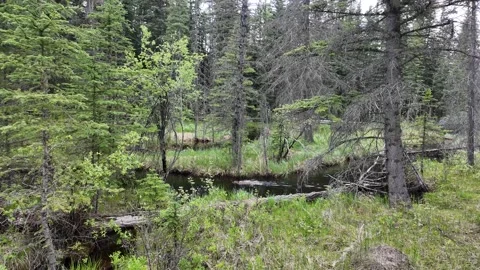 Beaver in the Canadian wilderness 스톡 동영상 314796003