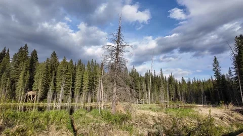 Beaver in the Canadian wilderness Stock Footage 314796014