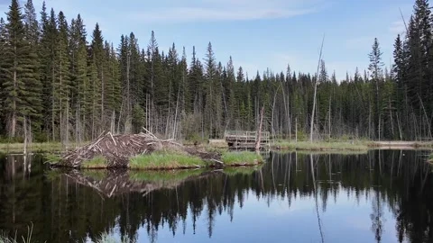 Beaver in the Canadian wilderness Stock Footage 314796033