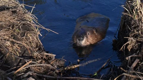 Beaver in the Canadian wilderness Stock Footage 337838466