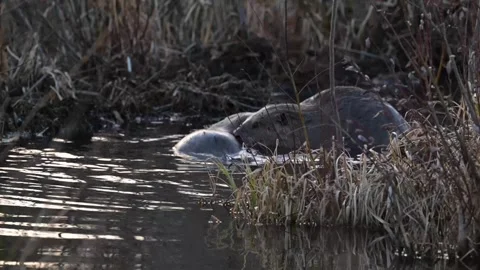 Beaver in the Canadian wilderness Stock Footage 337838471