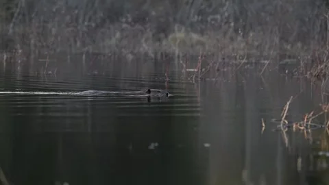Beaver in the Canadian wilderness Stock-Footage 337838476