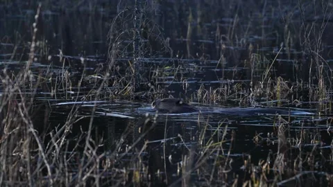 Beaver in the Canadian wilderness 库存影片 337838477