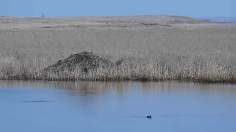 Beaver in the Canadian wilderness Stock Footage 337838491