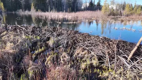 Beaver in the Canadian wilderness Stock-Footage 337843948