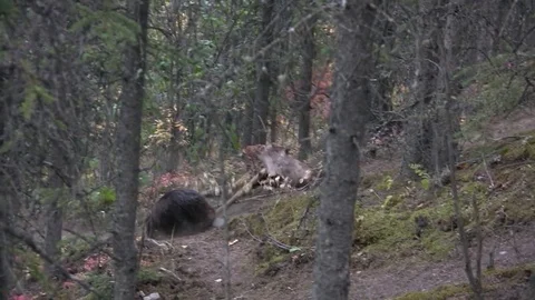Beaver carries his treasure down mountain slope. Stock Footage 78991969