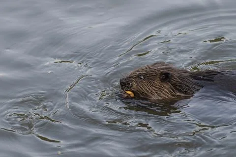 Beaver carrying cracker ring Stock Photos