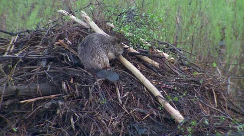 Beaver Carrying Stick and Working on Building Lodge Stock Footage