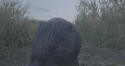 Beaver (Castor fiber) . Bottom view. Stock Footage 104626833
