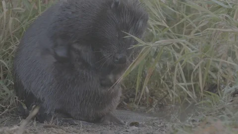 Beaver (Castor fiber) cleans wool. Video stock 104377902