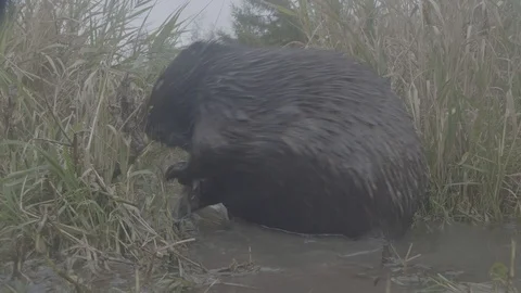 Beaver (Castor fiber). Stock Footage 104384519