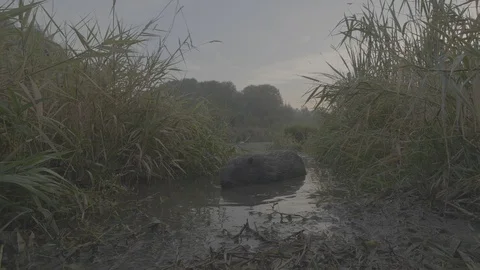 Beaver (Castor fiber) . Video stock 104391486