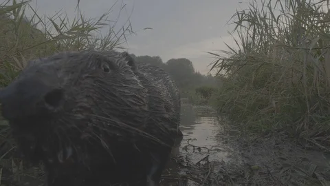 Beaver (Castor fiber). Stock Footage 104626176