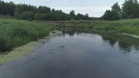 Beaver (Castor fiber) Stock Footage 163658901