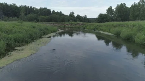 Beaver (Castor fiber) Stock Footage 163658921