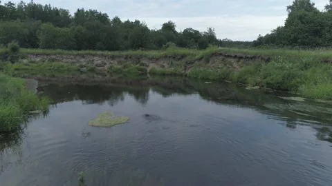 Beaver (Castor fiber) Stock Footage 163658989