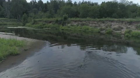 Beaver (Castor fiber) Stock Footage 163659028
