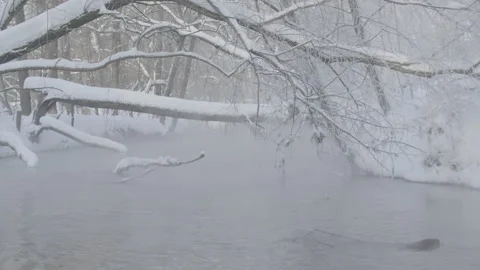 Beaver (Castor fiber) Stock Footage 164387587