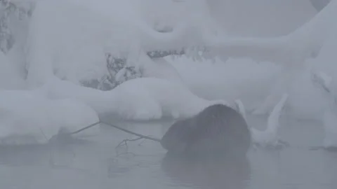 Beaver (Castor fiber) Stock Footage 164387723