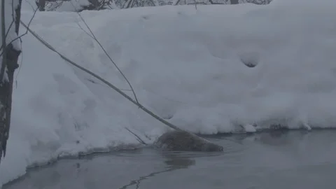 Beaver (Castor fiber) Stock Footage 164388028