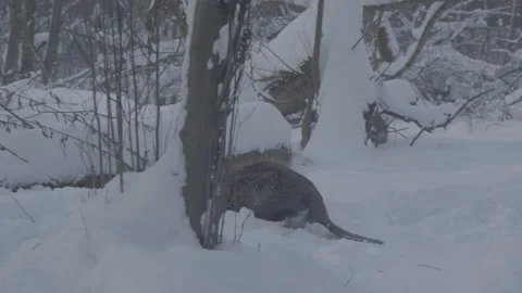 Beaver (Castor fiber) Stock Footage 164388113