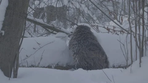 Beaver (Castor fiber) Stock Footage 164388123