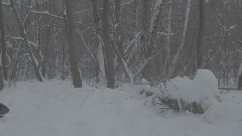 Beaver (Castor fiber) Stock Footage 164388198