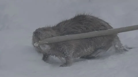 Beaver (Castor fiber) Stock Footage 164388531