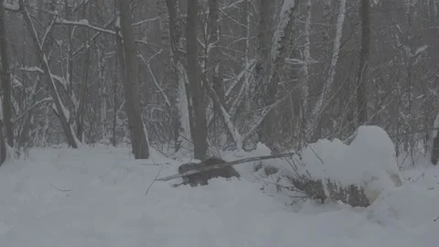 Beaver (Castor fiber) Stock Footage 164388609