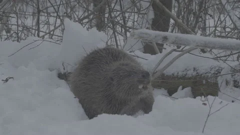 Beaver (Castor fiber) Stock Footage 164388857