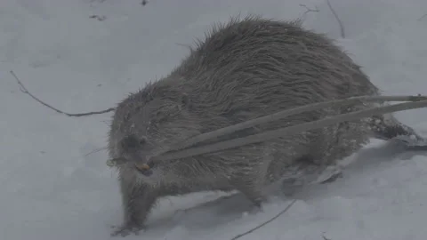Beaver (Castor fiber) Stock Footage 164389250