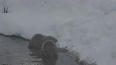 Beaver (Castor fiber) Stock Footage 164389618