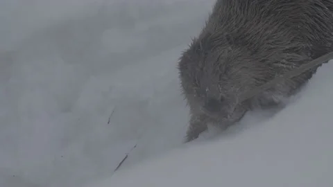 Beaver (Castor fiber) Stock Footage 164389627