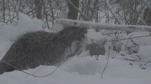 Beaver (Castor fiber) Stock Footage 164390123