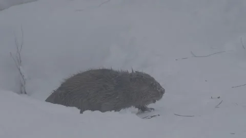Beaver (Castor fiber) Stock Footage 164390518