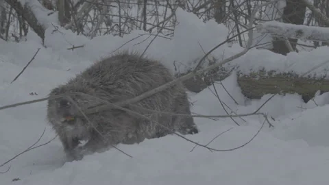 Beaver (Castor fiber) Stock Footage 164390638