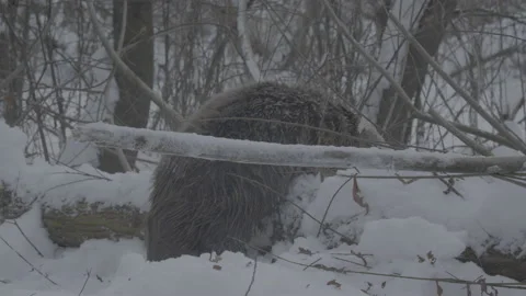 Beaver (Castor fiber) Video stock 164390945
