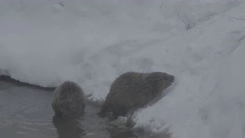 Beaver (Castor fiber) Stock Footage 164391187