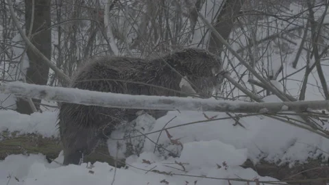 Beaver (Castor fiber) Stock Footage 164391229