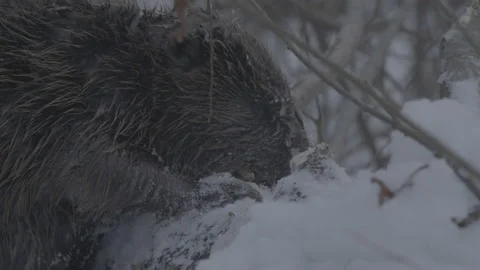 Beaver (Castor fiber) Video stock 164391276