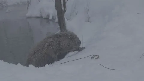 Beaver (Castor fiber) Stock Footage 164391509