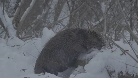 Beaver (Castor fiber) Stock Footage 164391583