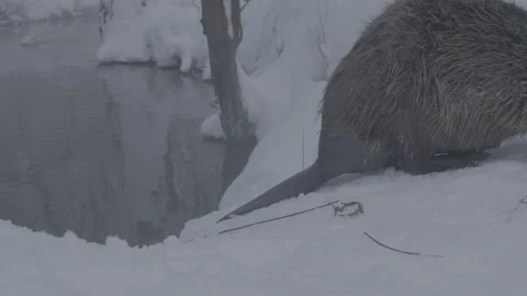 Beaver (Castor fiber) Stock Footage 164391841