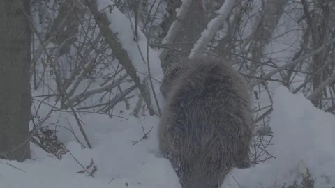 Beaver (Castor fiber) Stock Footage 164392006
